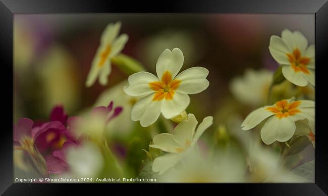 Primrose flowers Framed Print by Simon Johnson