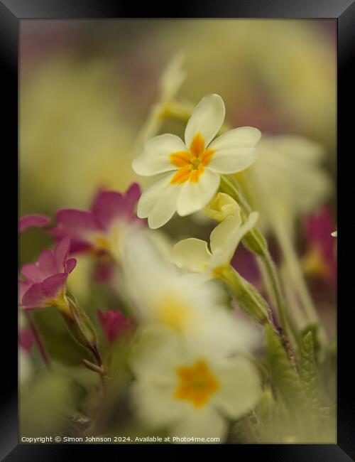 Primrose  flowers Framed Print by Simon Johnson