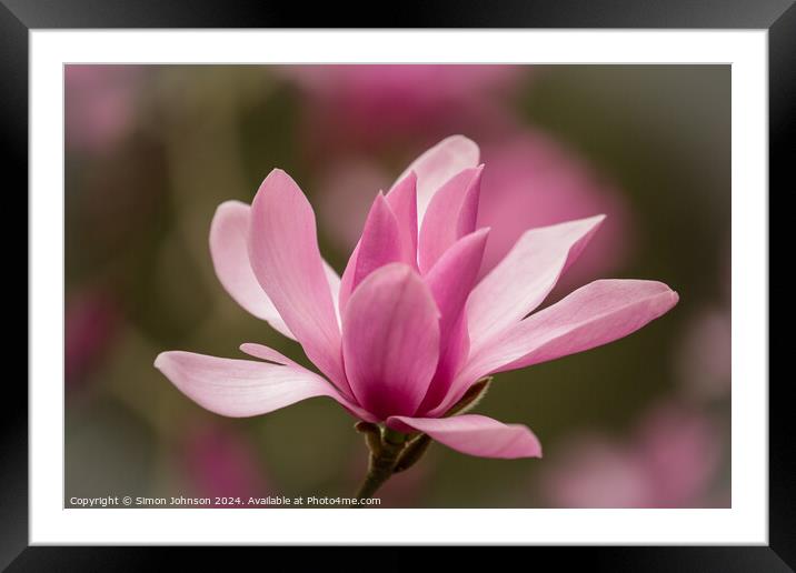 Pink Magnolia flower Framed Mounted Print by Simon Johnson