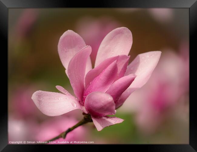 Pink magnolia flower  Framed Print by Simon Johnson