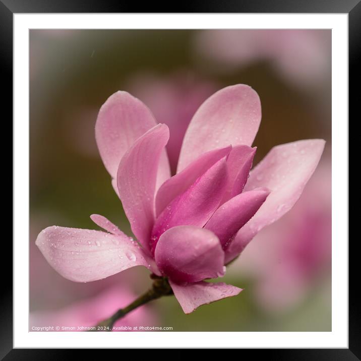Pink magnolia  flower Framed Mounted Print by Simon Johnson
