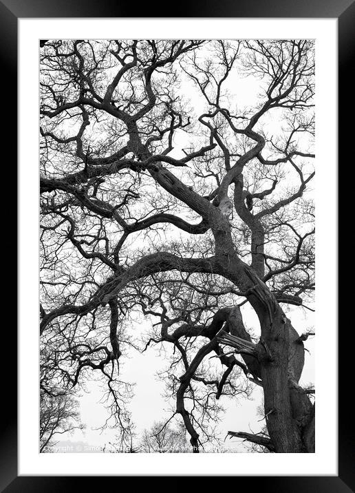 Form Pattern and texture tree profile Framed Mounted Print by Simon Johnson