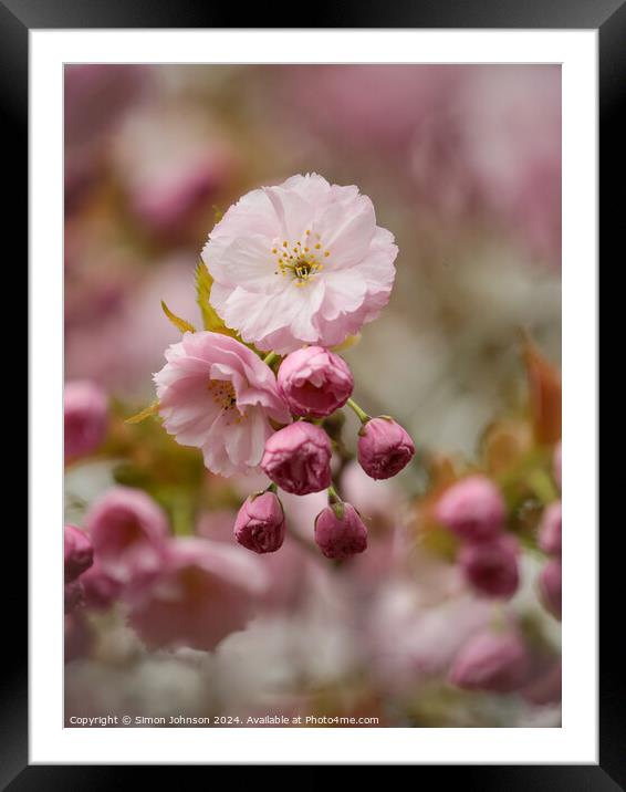 Cherry Blossom Framed Mounted Print by Simon Johnson