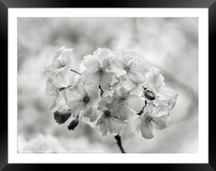 spring Blossom in Monochrome Framed Mounted Print by Simon Johnson