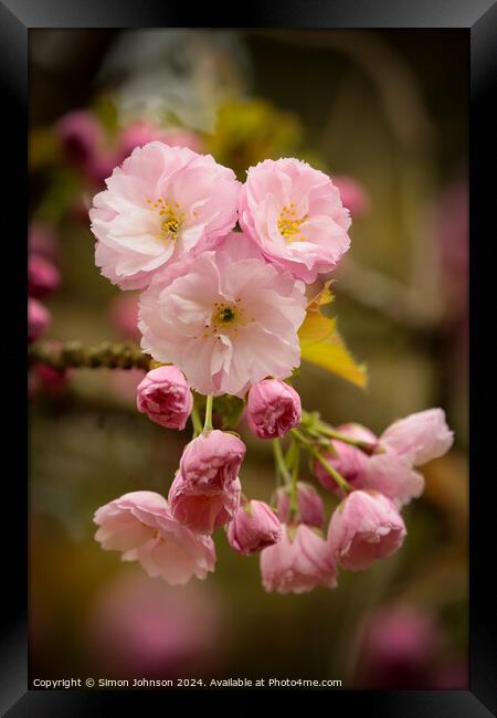 Pink Cherry Blossom Framed Print by Simon Johnson