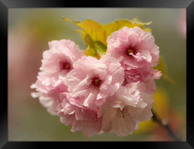 Cherry Blossom Framed Print by Simon Johnson