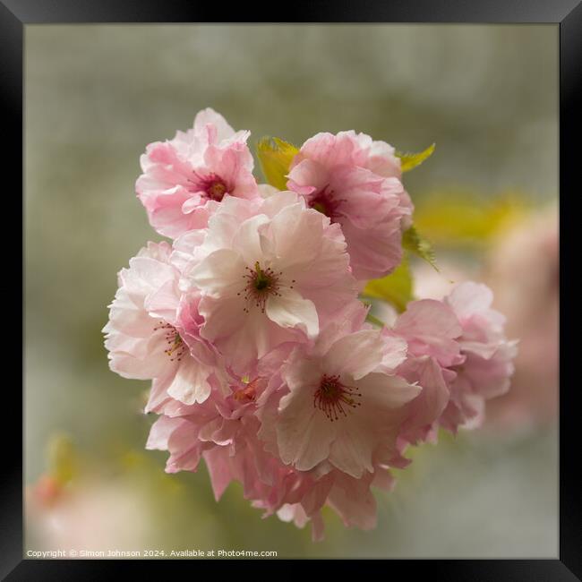 Cherry Blossom Framed Print by Simon Johnson