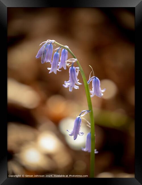 sunlit bluebell Framed Print by Simon Johnson