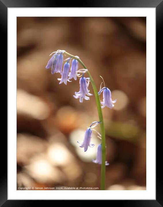 sunlit bluebell Framed Mounted Print by Simon Johnson