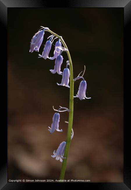 bluebell flower Framed Print by Simon Johnson