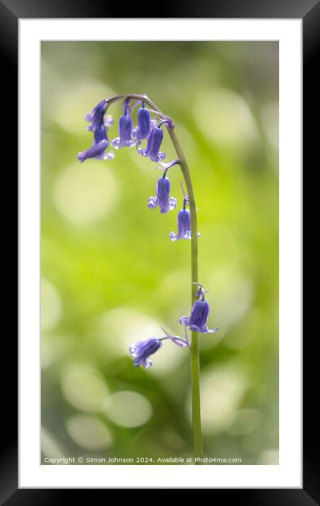  sunlit bluebell Framed Mounted Print by Simon Johnson