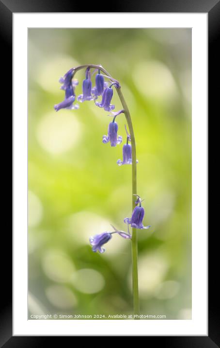bluebell t flower Framed Mounted Print by Simon Johnson