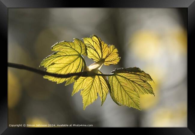 sunlit spring leaves Framed Print by Simon Johnson