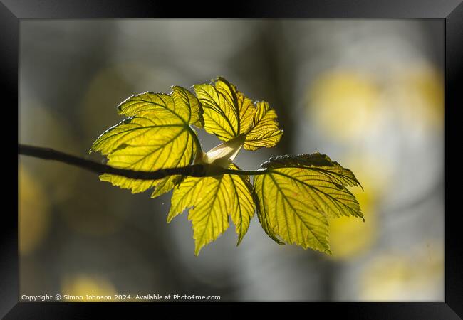 sunlit spring leaves Framed Print by Simon Johnson