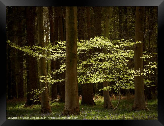 sunlit leaves Framed Print by Simon Johnson