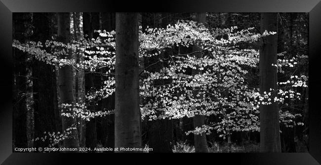 sunlit leaves in monochrome  Framed Print by Simon Johnson