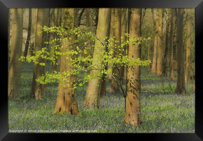 sunlit tree and bluebell woodland Framed Print by Simon Johnson