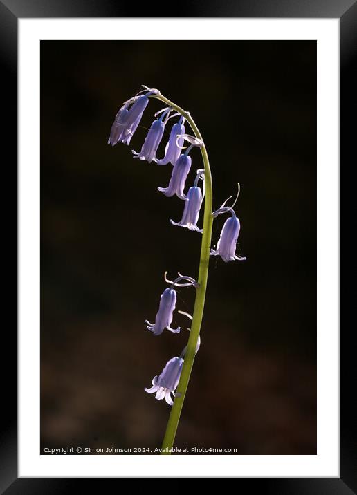 Sunlit bluebell fly Framed Mounted Print by Simon Johnson