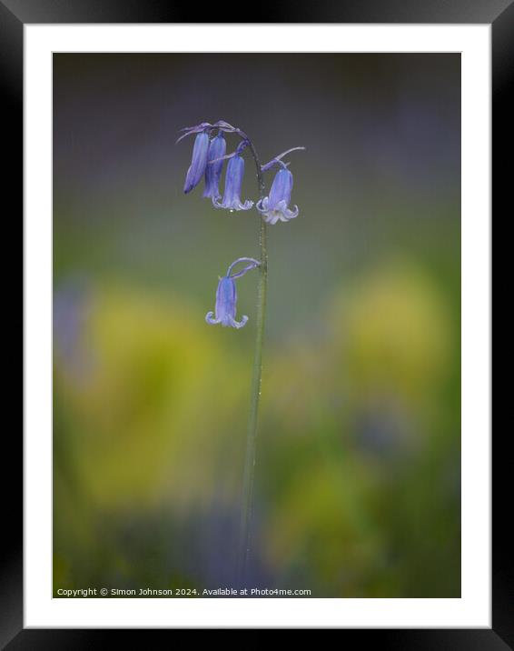 Bluebell flower  Framed Mounted Print by Simon Johnson