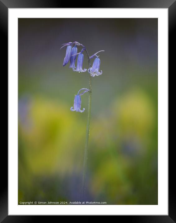 Bluebell flower  Framed Mounted Print by Simon Johnson