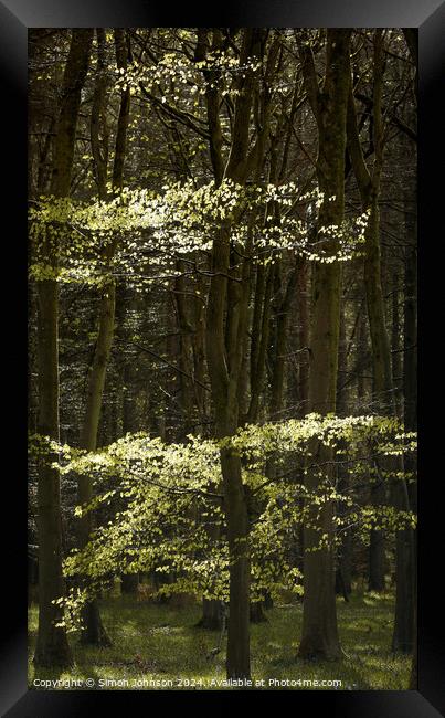 Sunlit Beech leaves  Framed Print by Simon Johnson