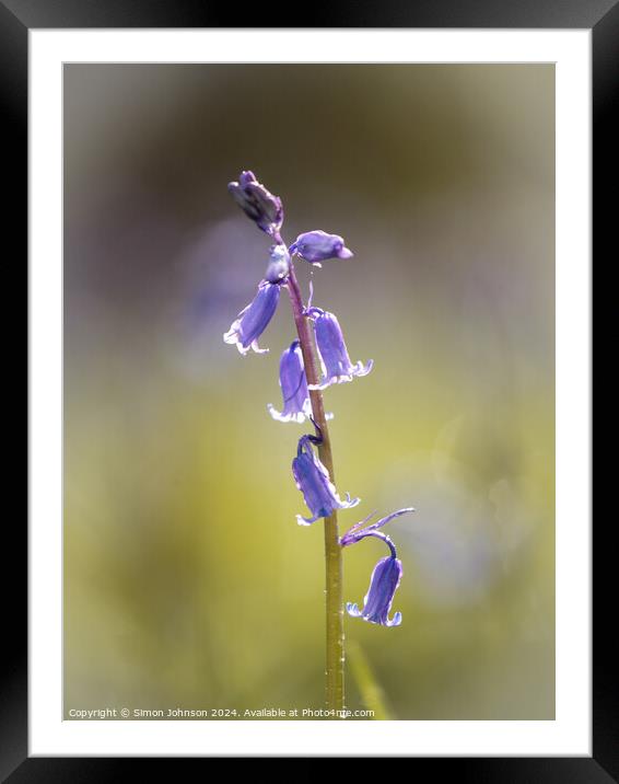 Bluebell flower  Framed Mounted Print by Simon Johnson