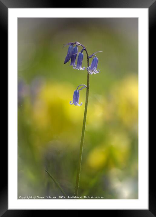 Bluebell flower  Framed Mounted Print by Simon Johnson