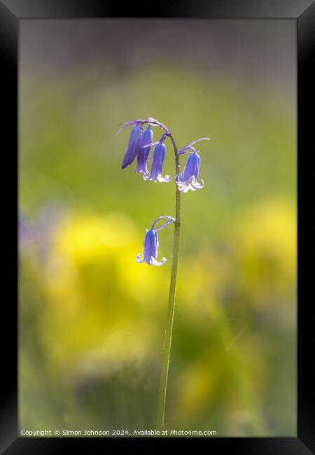 Sunlit Bluebell flower  Framed Print by Simon Johnson