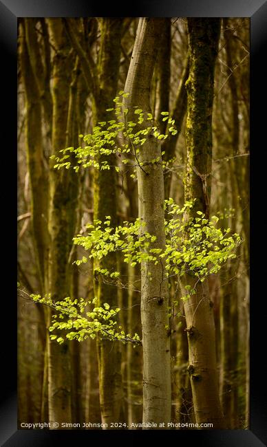 Sunlit Beech woodland  Framed Print by Simon Johnson