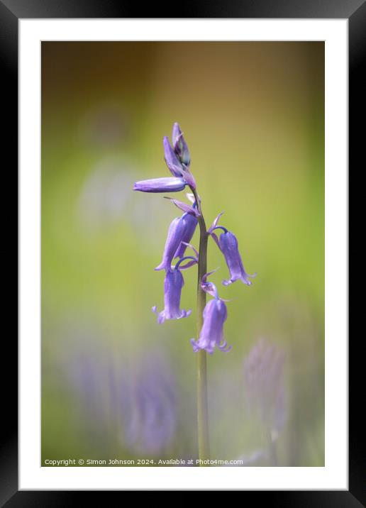 Bluebell flower  Framed Mounted Print by Simon Johnson