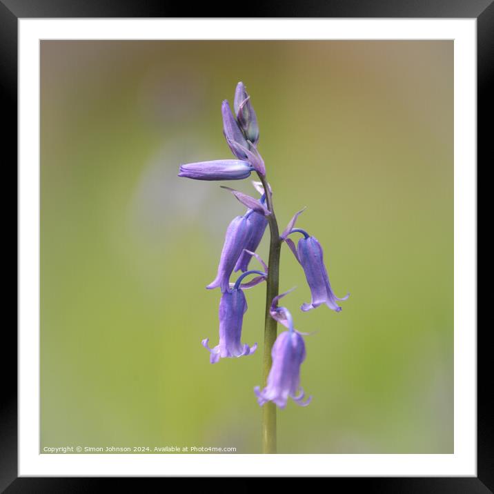 A close up of a bluebell flower  Framed Mounted Print by Simon Johnson