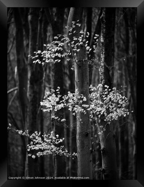 Woodland sunlight  monochrome  Framed Print by Simon Johnson