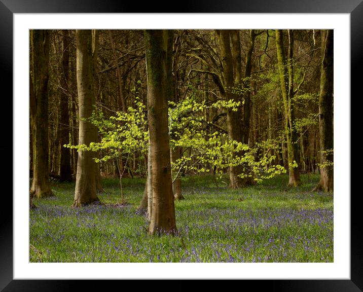 sunlit spring woodland Framed Mounted Print by Simon Johnson