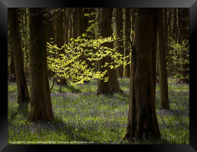 sunlit woodland Framed Print by Simon Johnson