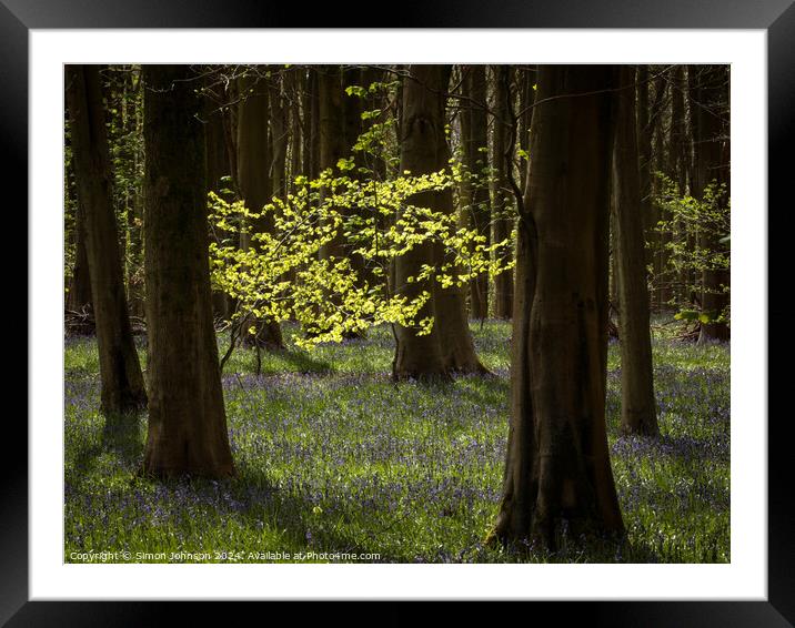 sunlit woodland Framed Mounted Print by Simon Johnson