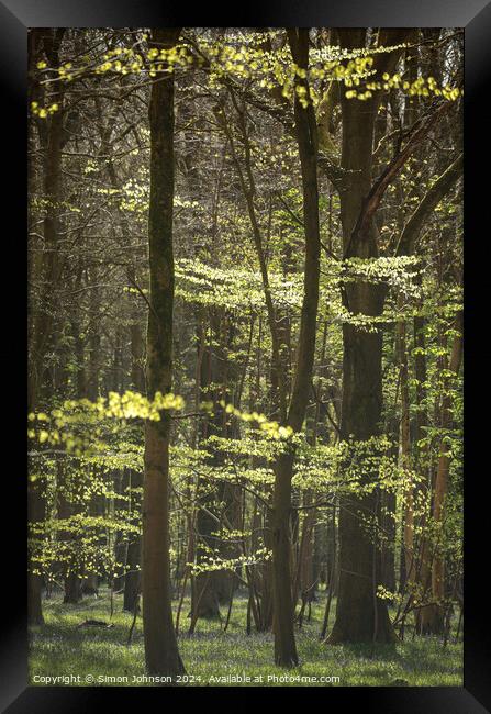 sunlit woodland Framed Print by Simon Johnson