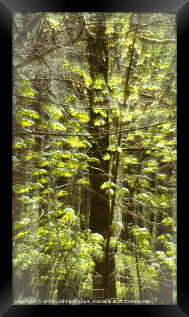  Creative  sunlit leaves.  Framed Print by Simon Johnson