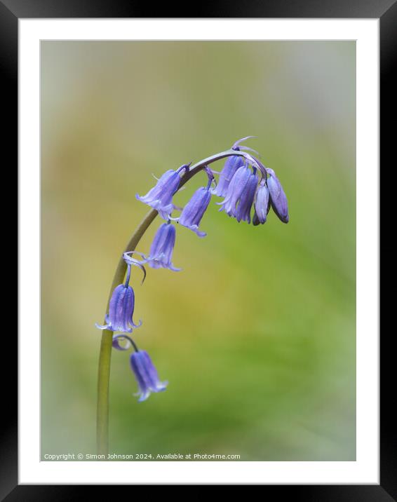 Bluebe flower Framed Mounted Print by Simon Johnson