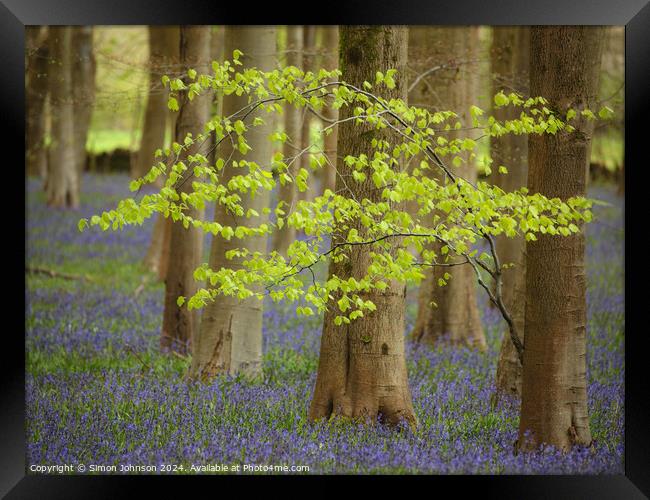  wind blown tree and Bluebells Framed Print by Simon Johnson