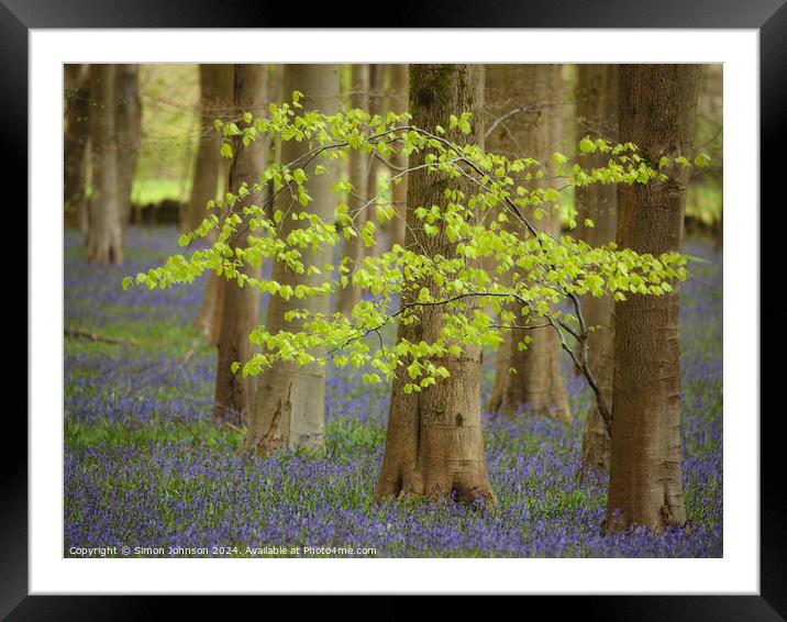  wind blown tree and Bluebells Framed Mounted Print by Simon Johnson