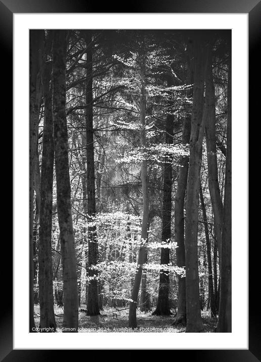 Sunlit tree monochrome  Framed Mounted Print by Simon Johnson
