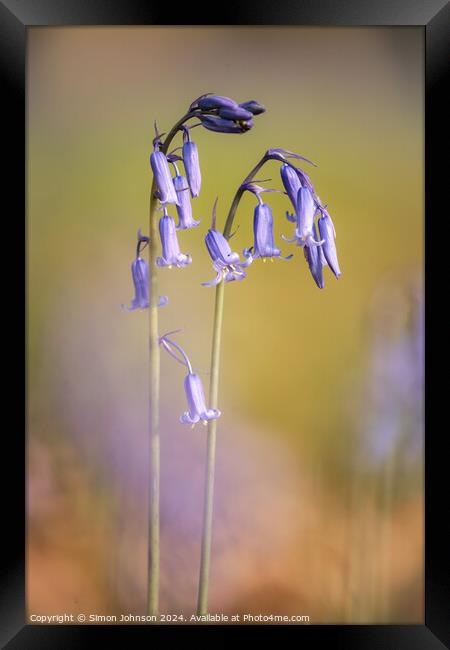 Two Bluebell flowers Framed Print by Simon Johnson