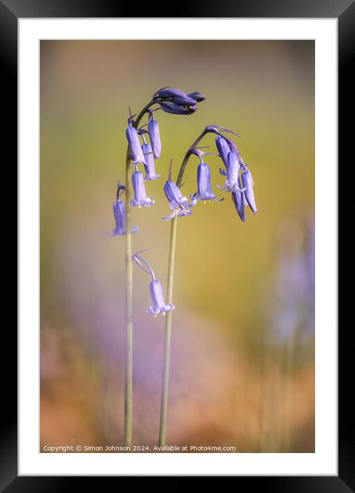 Two Bluebell flowers Framed Mounted Print by Simon Johnson