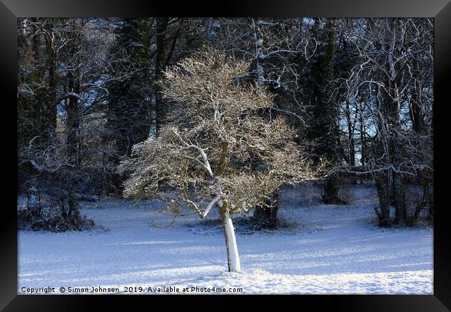Sunlit frosted tree Framed Print by Simon Johnson