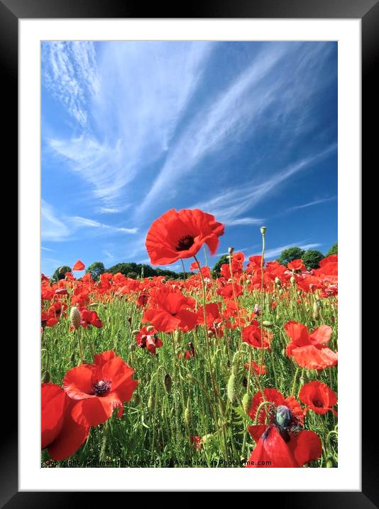  Proud poppy Cotswolds Framed Mounted Print by Simon Johnson