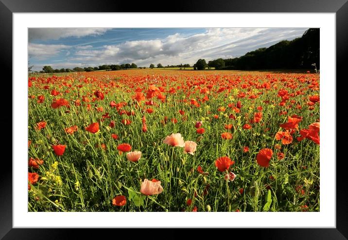  Cotswold Poppy field Framed Mounted Print by Simon Johnson