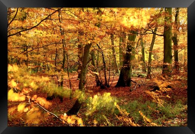 Sunlit autumn Woodland Framed Print by Simon Johnson