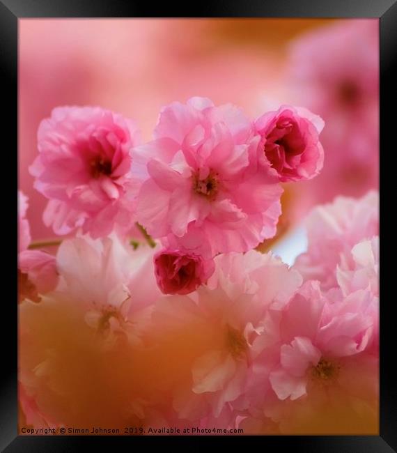 Pink Cherry Blossom Framed Print by Simon Johnson