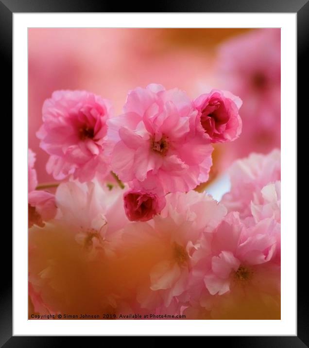 Pink Cherry Blossom Framed Mounted Print by Simon Johnson