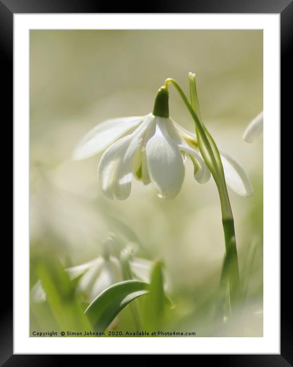 Spring snowdrop Framed Mounted Print by Simon Johnson